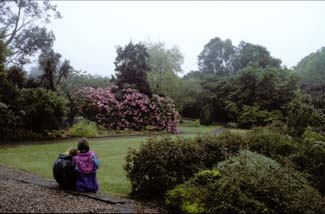 Guincho - Garden Helens Bay Bangor County Down Northern ireland